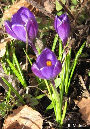 krokus