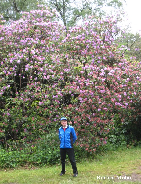 Rhododendronparken i Tylsand