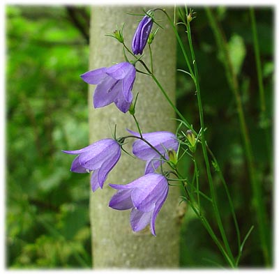 Liten bl&aring;klocka - Campanula rotundifolia