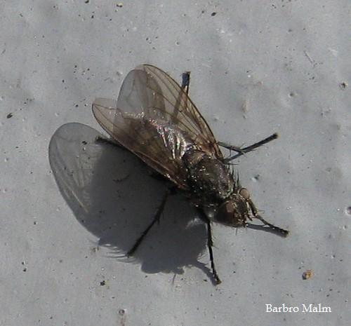 Fluga