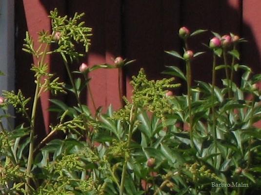 Pionknoppar bakom plymspirea