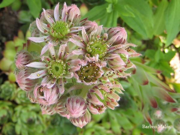 Blommande takl�k