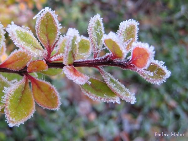 Frost i h�strabatten