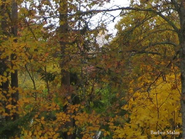 H�stf�rger