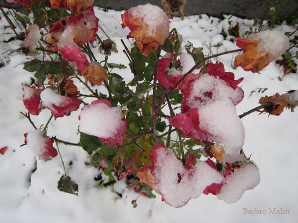 Sn� i rosrabatten