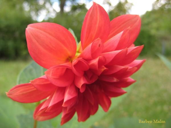 Dahlia