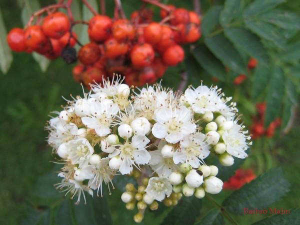 Blommor och b�r p� r�nnb�r