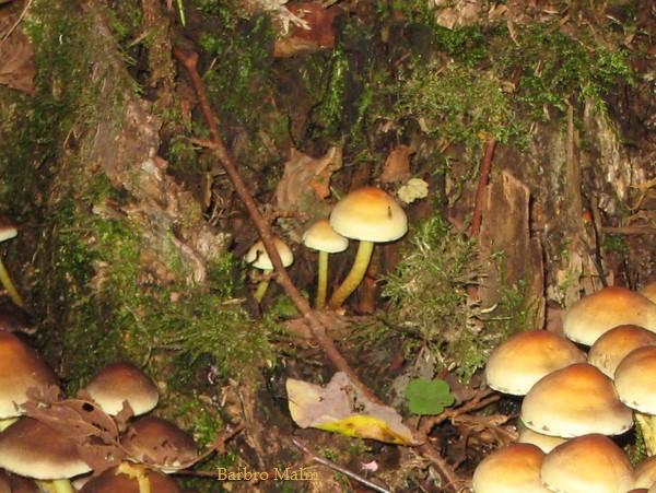 Svampbevuxen gammal stubbe