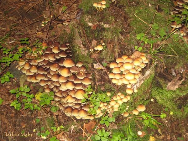 Svampbevuxen gammal stubbe
