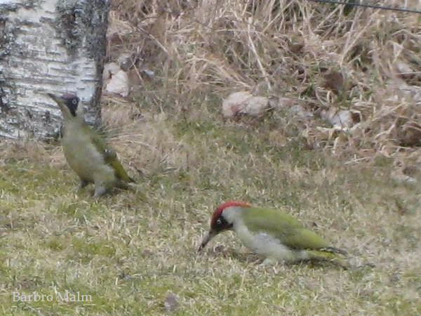Gr�ng�ling, Picus viridis