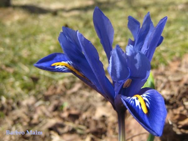 Iris