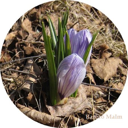 Krokus i knopp
