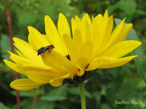 Solit�rt bi p� perenn solros