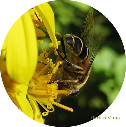 Blomfluga i gullstav