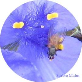 Fluga i tremastarblomma
