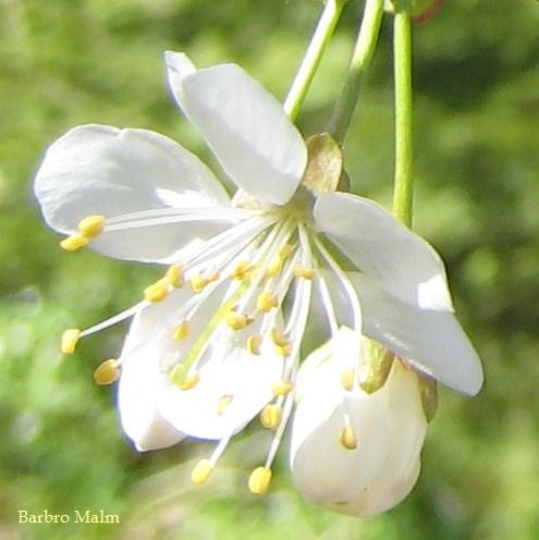 K�rsb�rsblommor