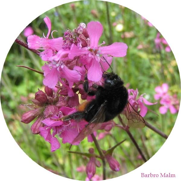 Humla p� tj�rblomster, Lychnis viscaria