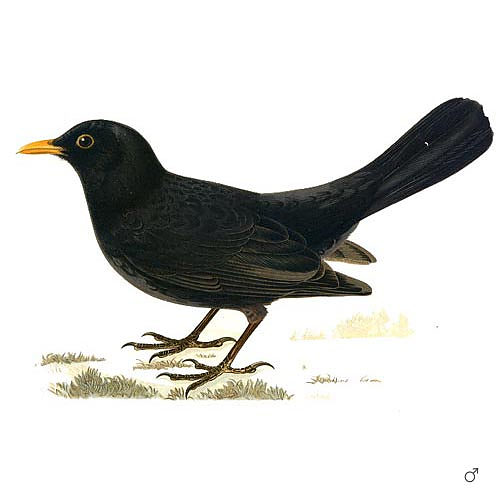 koltrast