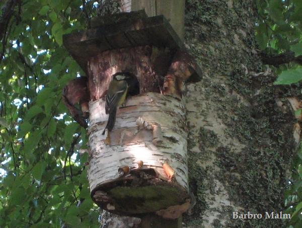 F�gelholk med talgoxe