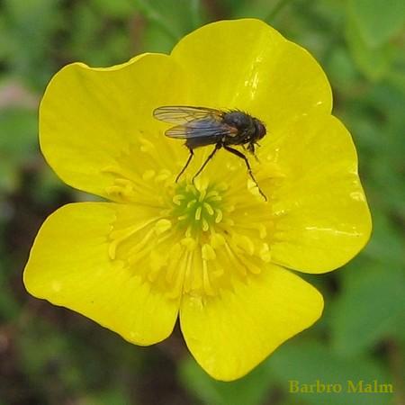 Fluga i en sm�rblomma