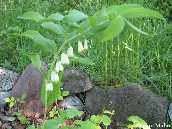 Getrams, Polygonatum odoratum