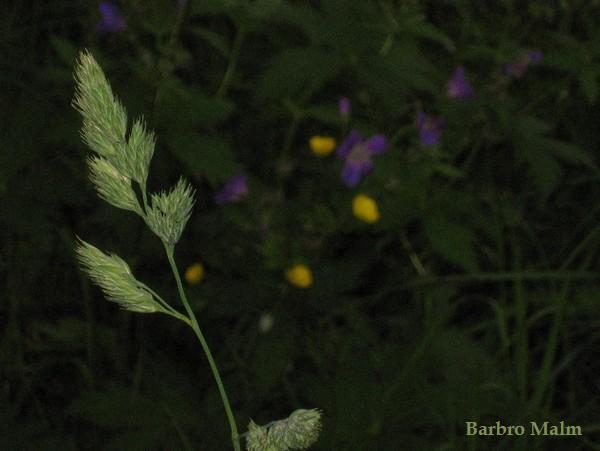 Hund�xing Dactylis glomerata