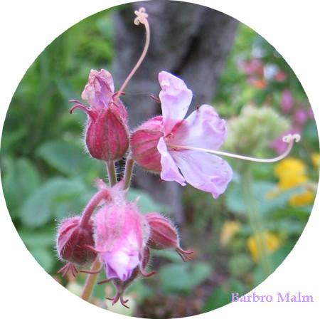Geranium, n�va