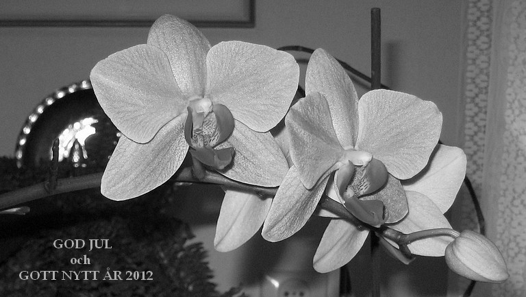 Gott nytt �r 2012