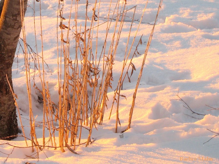 Vinterst�ndare i sn�