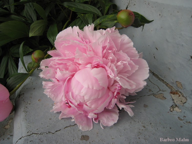 Pion