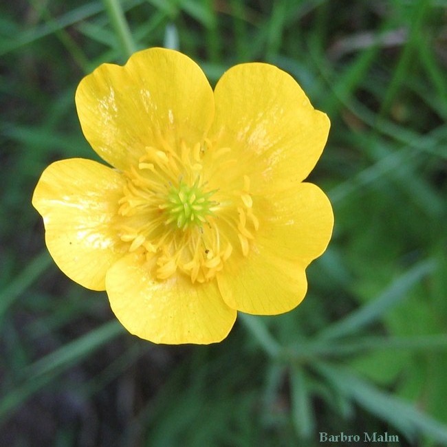 Sm�rblomma