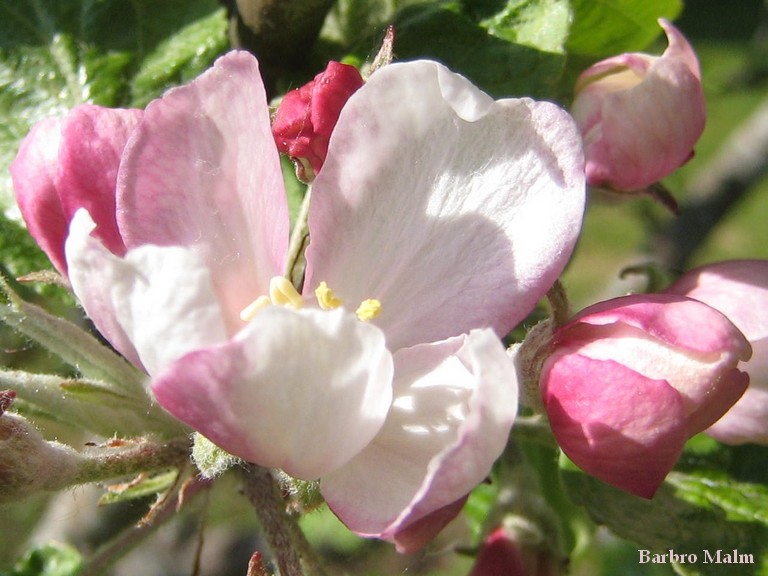 �ppelblommor