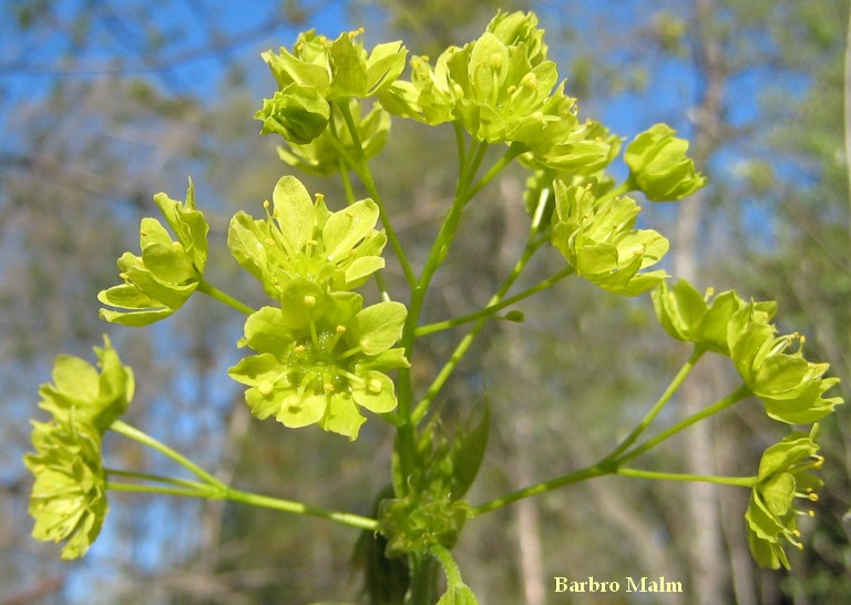 L�nnblommor