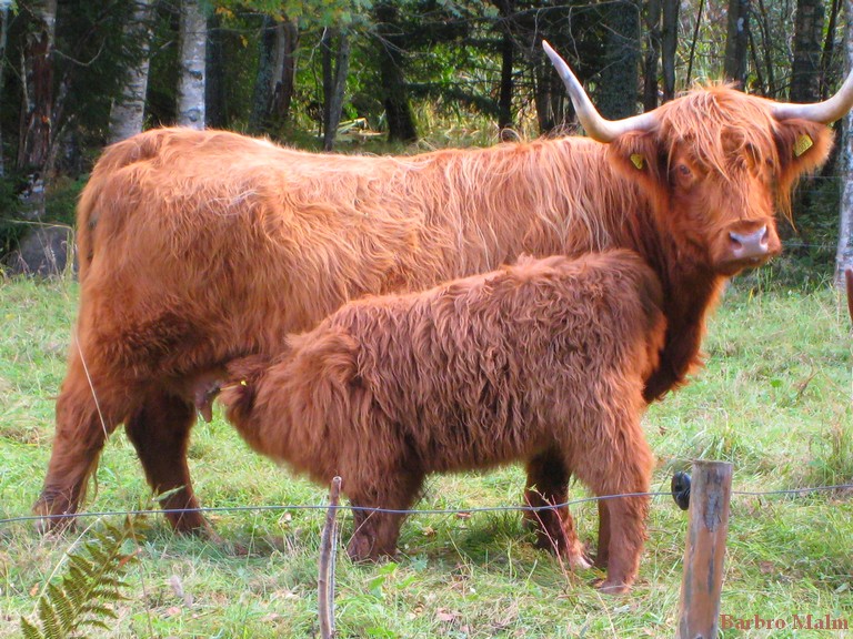 Highland cattle