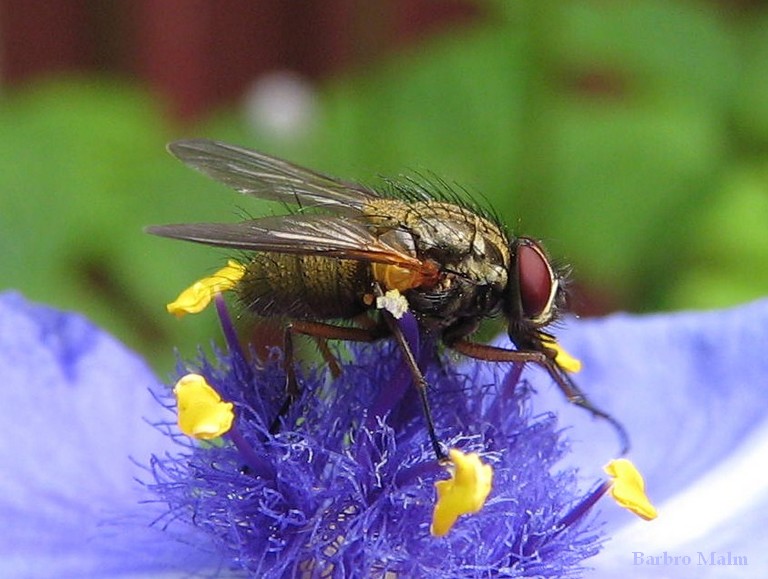 Hungrig fluga