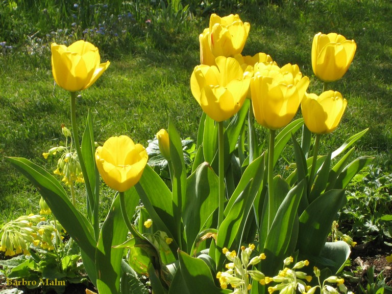 Tulpanen Golden Apeldoorn