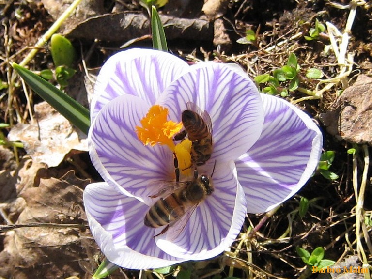 Bin i krokus
