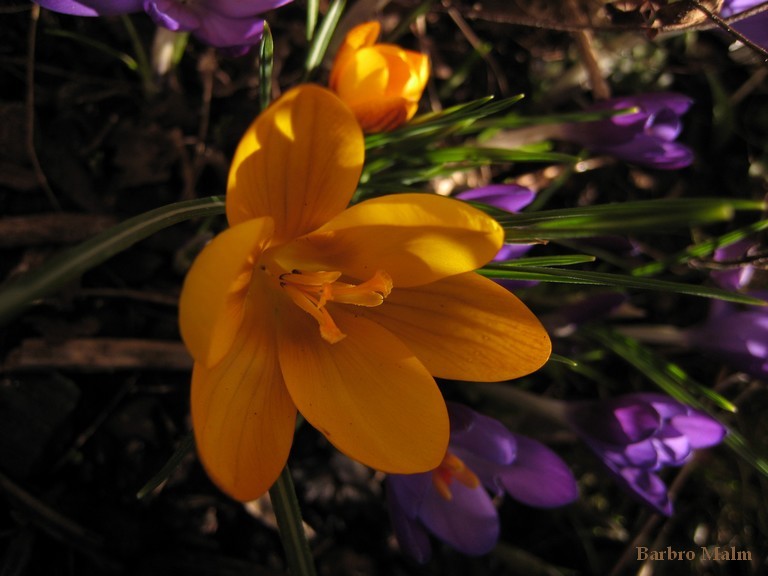 Krokus