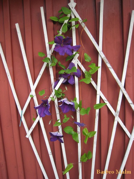 Clematis