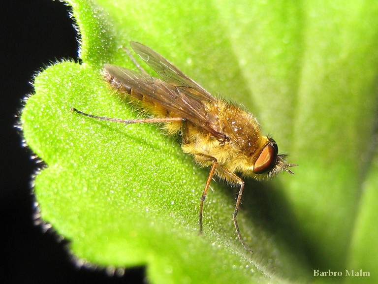 Fluga