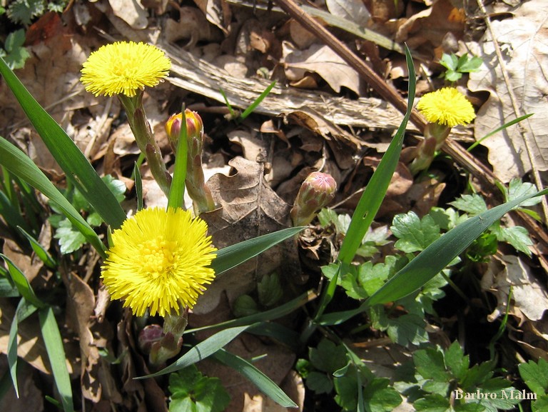 Tussilago