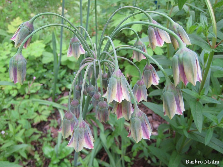 Blommande honungsl�k