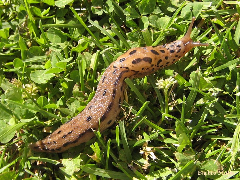 Pantersnigel