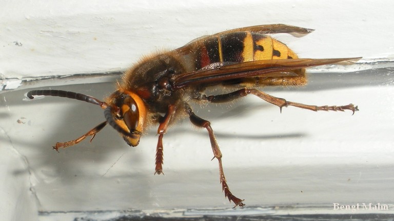B�lgeting, Vespa crabro