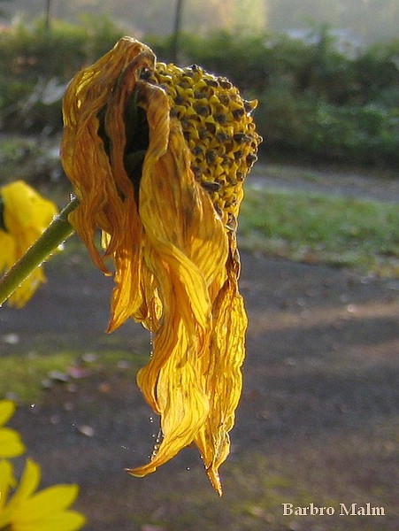 Vissen septembersolros