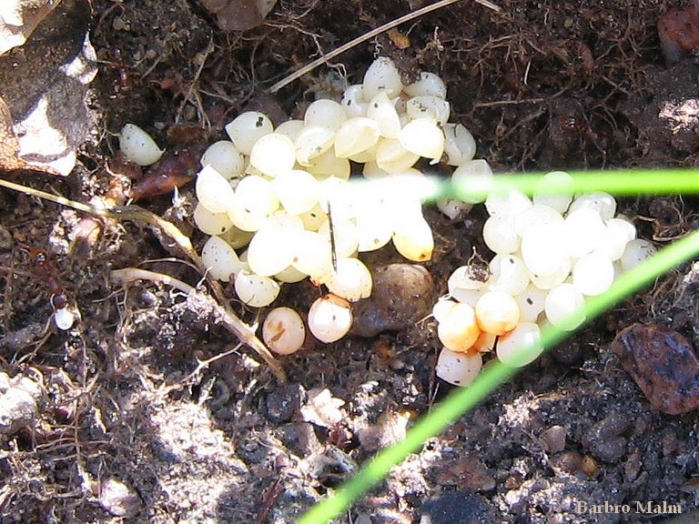 Snigel�gg