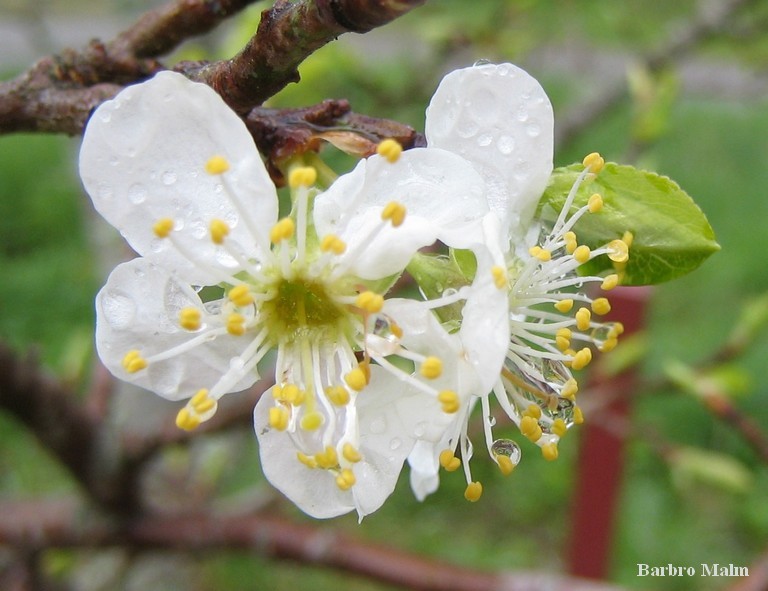 Plommonblomma