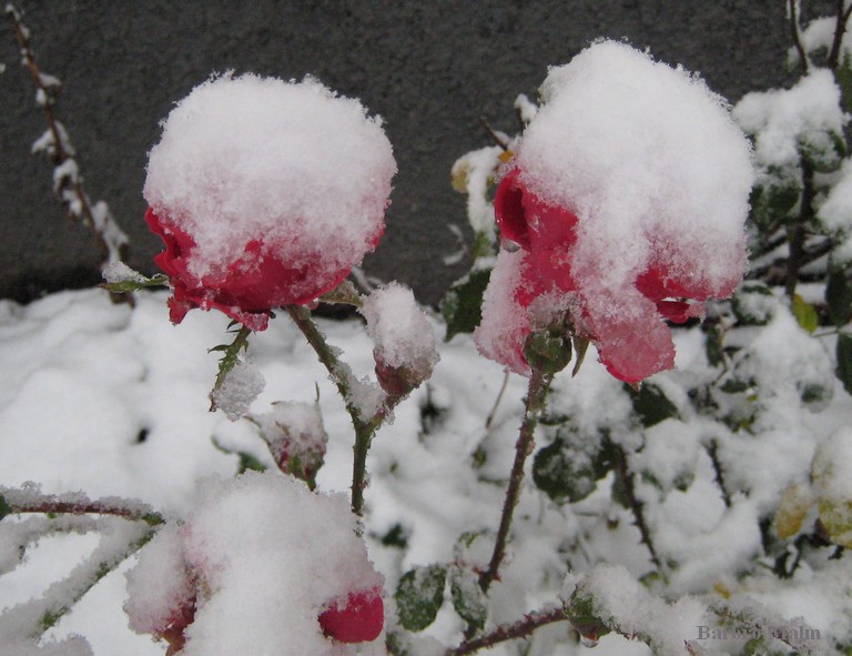 Rosen i sn�