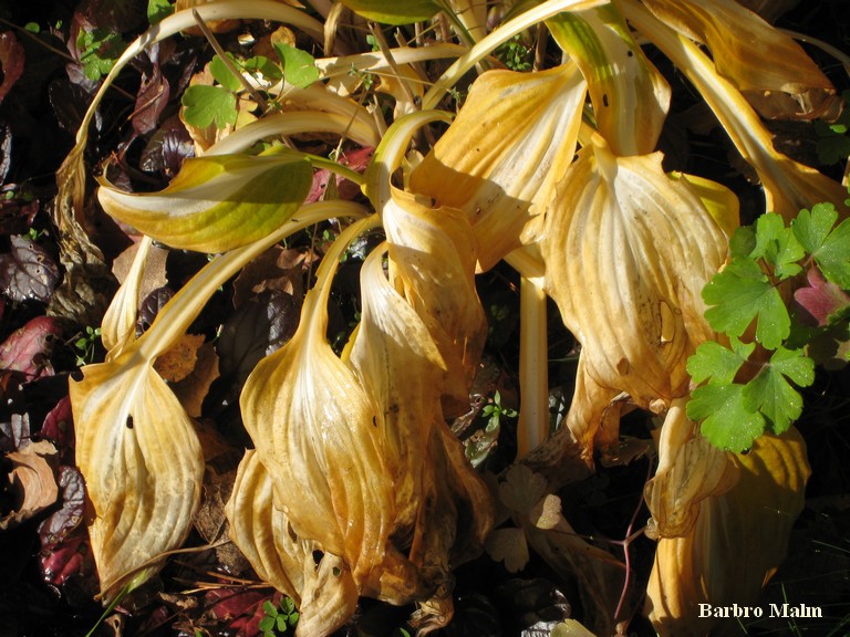 Vissna blad
