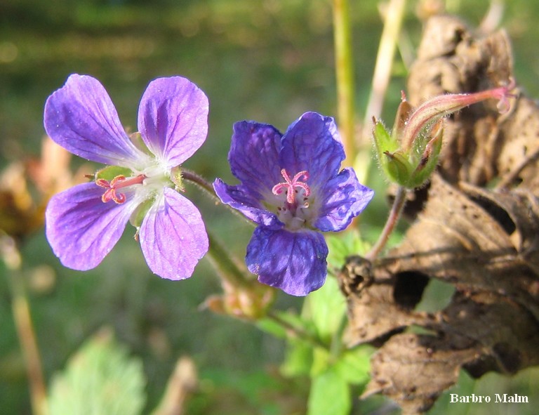 Midsommarblomster
